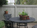 spring herbs.JPG